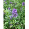 紫花苜蓿种子多年生豆科牧草 紫花苜蓿种子